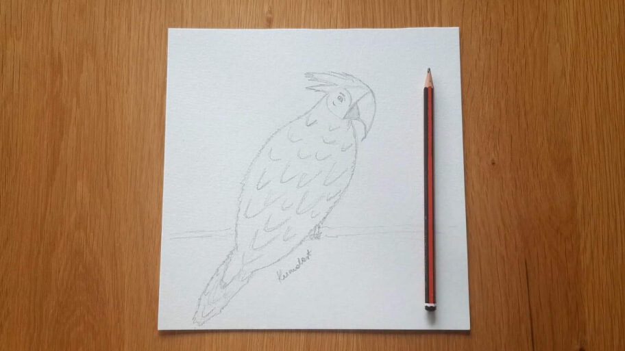 easy drawings of parrots