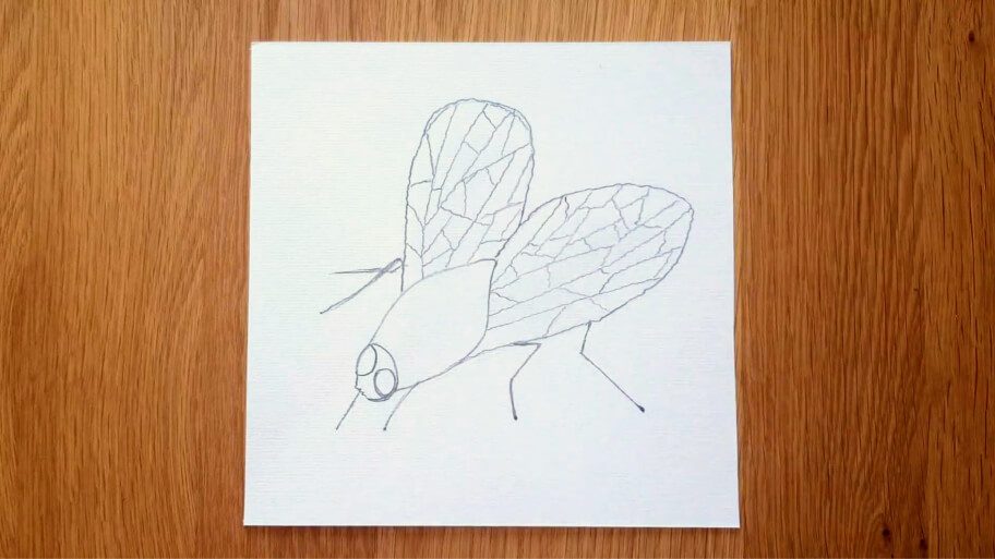 Fly Drawing