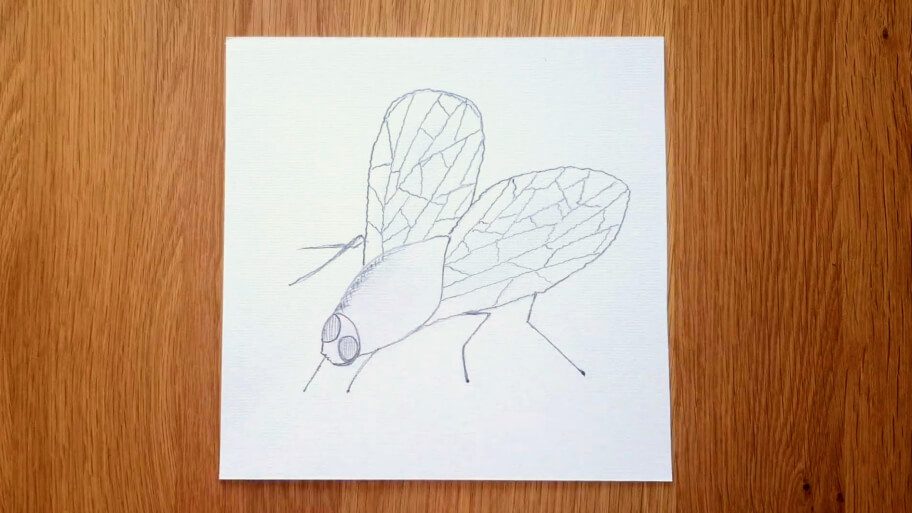 Fly Drawing