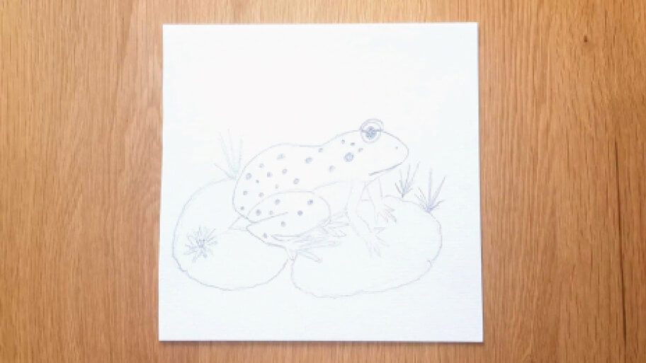 Frog Drawing