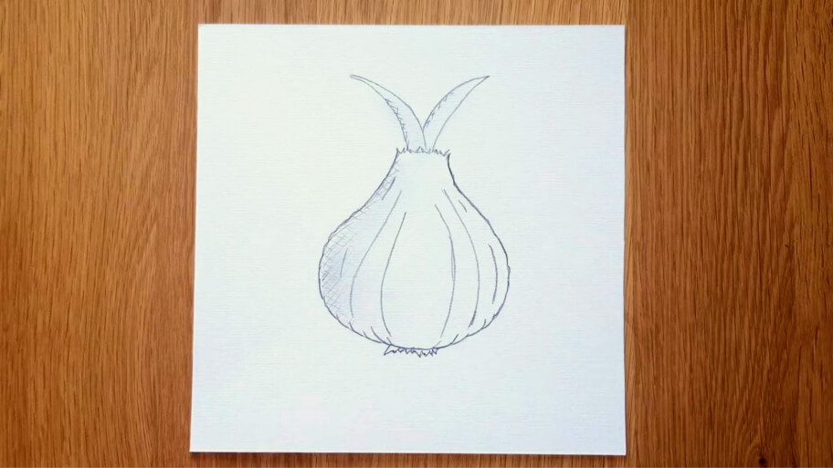 Onion Drawing