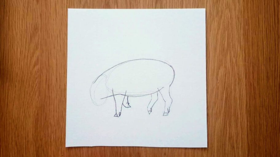 Pig Drawing