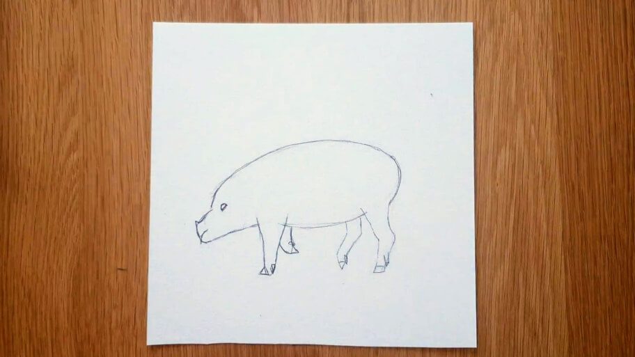 Pig Drawing