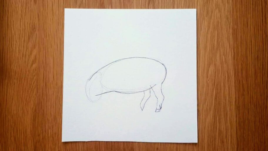 Pig Drawing