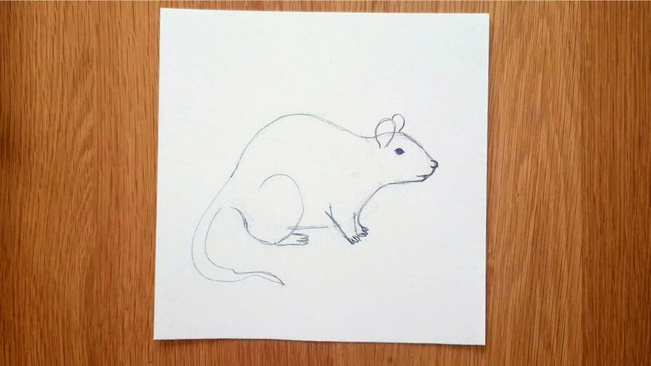 Rat Drawing