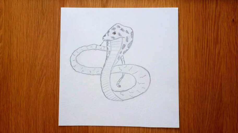 Snake Drawing