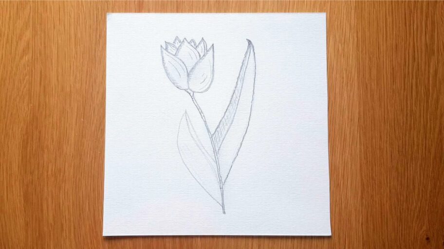 Tulip Drawing