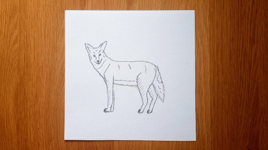 Coyote Drawing