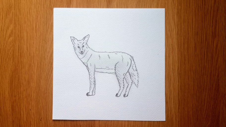 Coyote Drawing