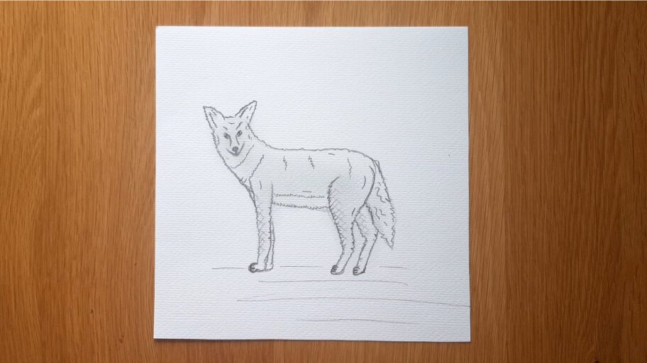 Coyote Drawing