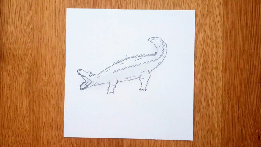 Crocodile Drawing