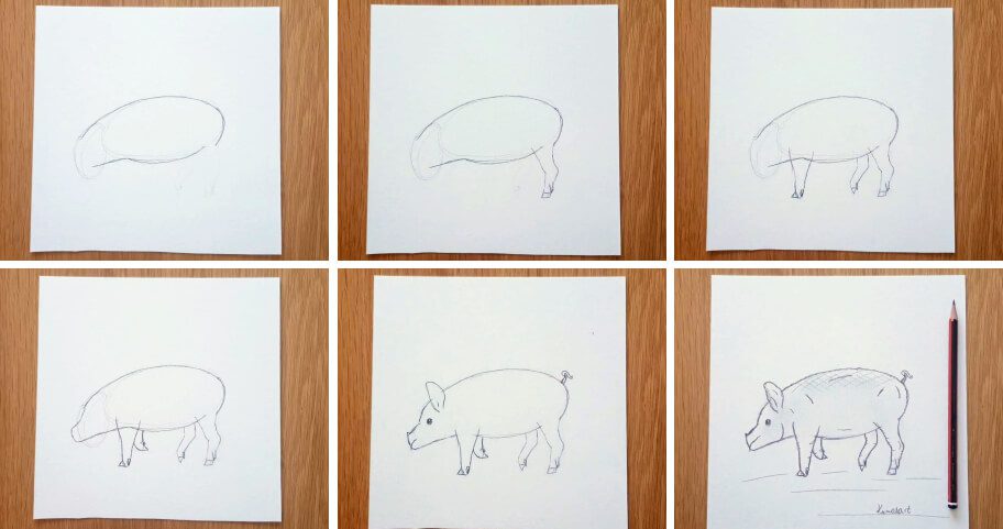 Pig Drawing