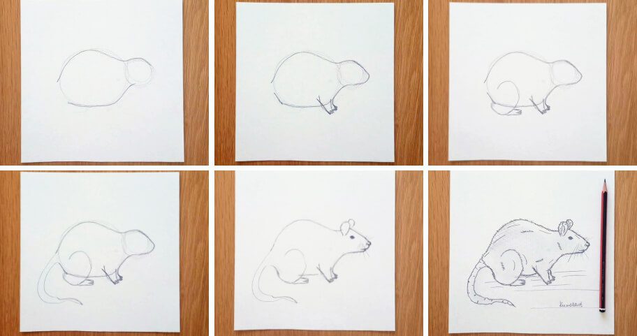 Rat Drawing